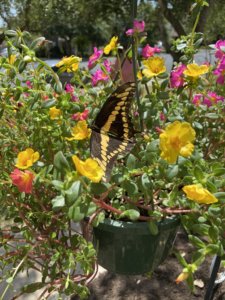 Black and yellow butterfly landing on a beautiful purslane hanging basket with pink and yellow flowers