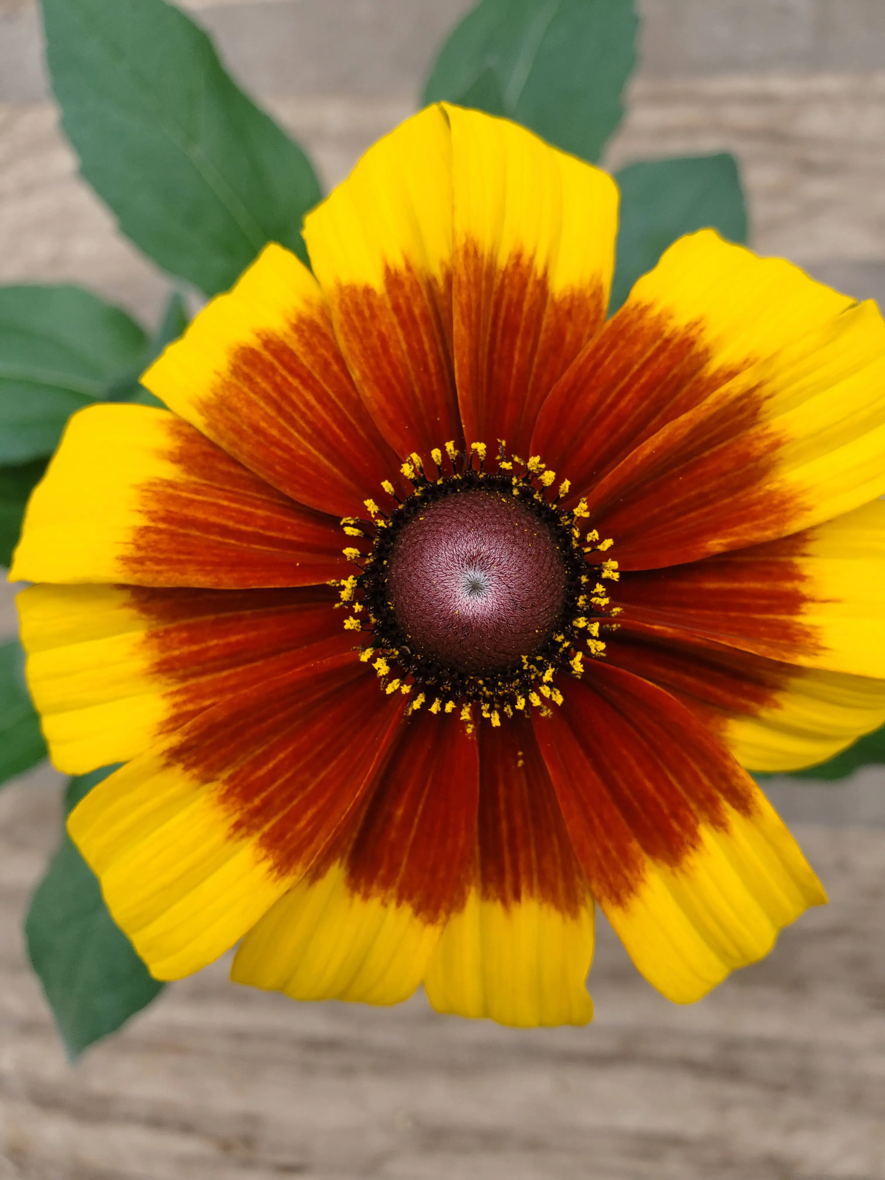 Flora 1 | Down Home Ranch