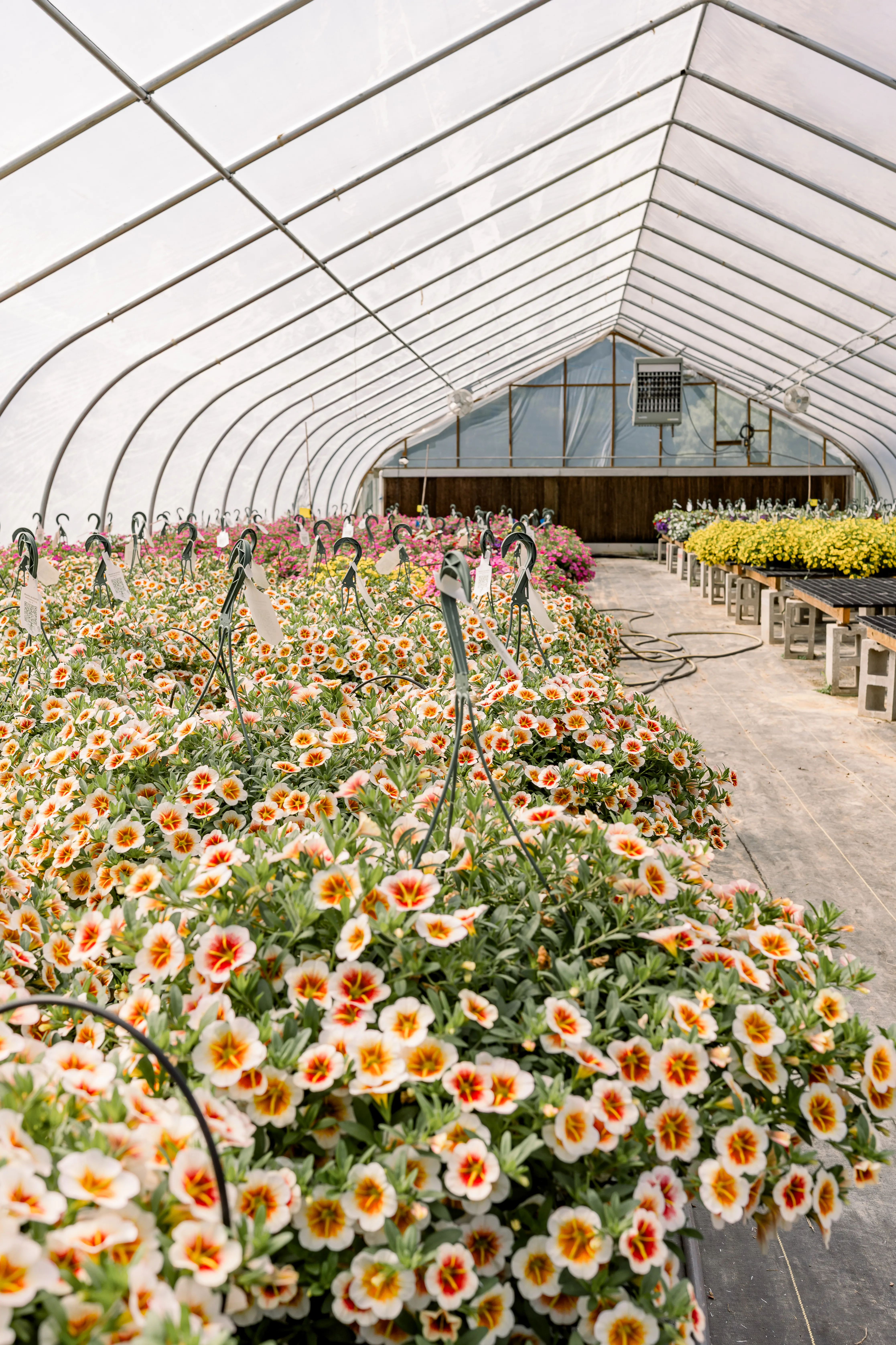 Flora 16 | Down Home Ranch